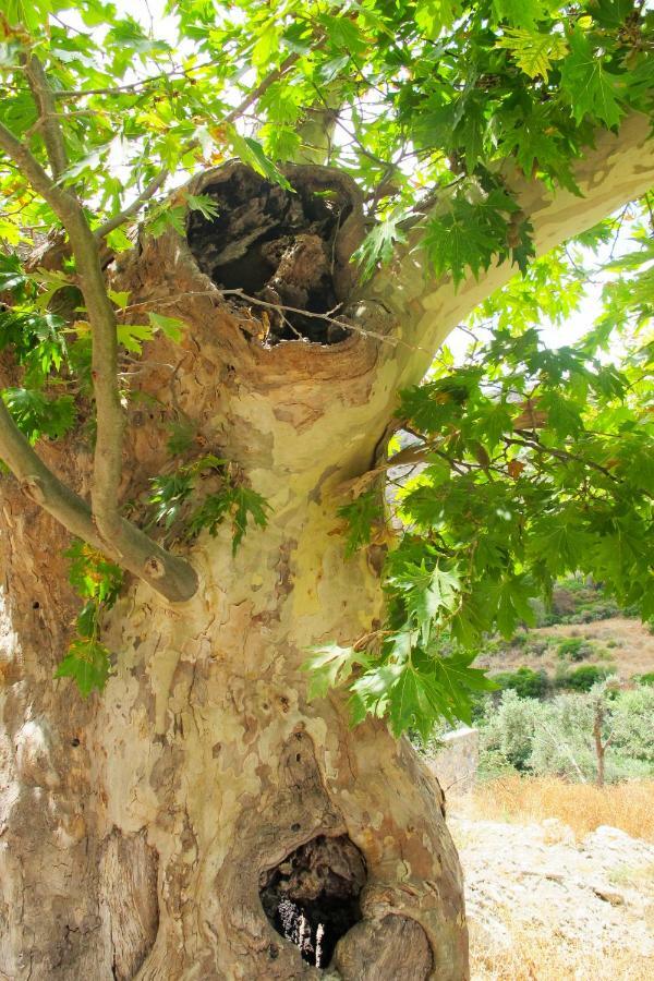 Petrakis Cretan Homes Kissamos Bagian luar foto