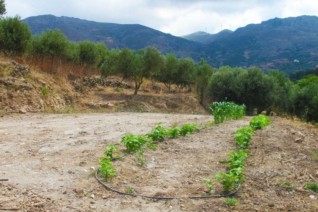 Petrakis Cretan Homes Kissamos Bagian luar foto