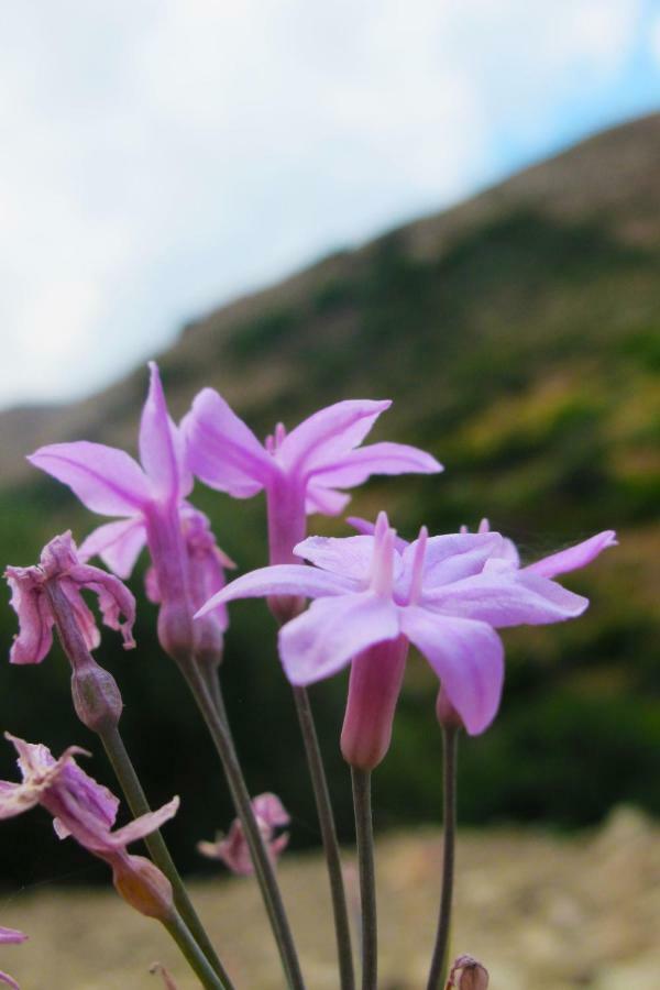 Petrakis Cretan Homes Kissamos Bagian luar foto